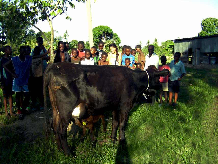 Africa Watto - Dairy cow at the street children rescue center in Kikambala, Mombasa